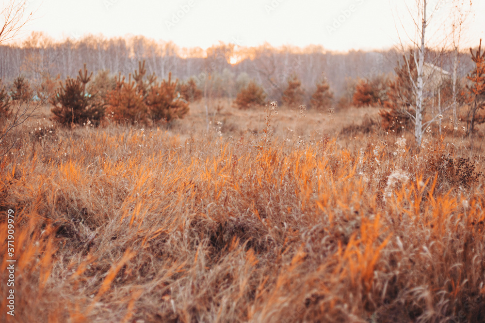 Fototapeta premium dry grass, scorched earth. Drought as a threat of forest fires. Autumn period, harvest time, preparation for winter