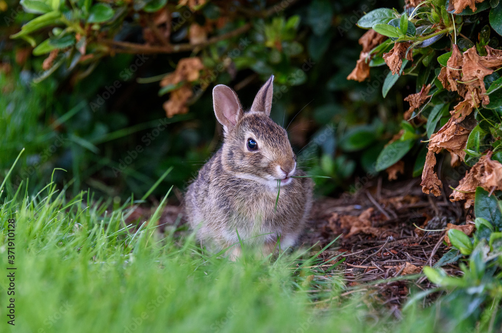 Closeup of young bunny grazing on grass at the edge of a garden
