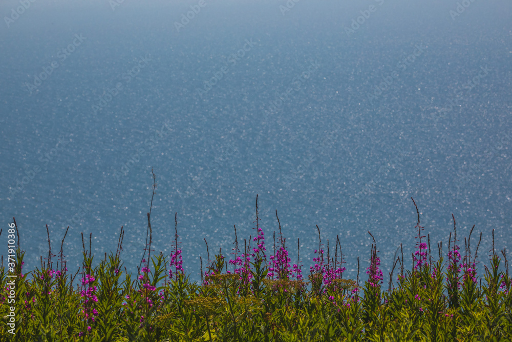 Naklejka premium Blue Beyond the Fireweed