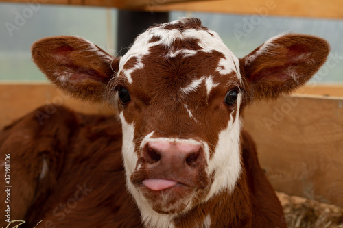 A young calf on a rural farm. 
