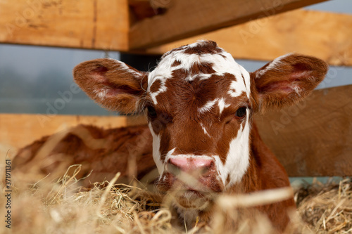 Canvas Print A young calf on a rural farm.