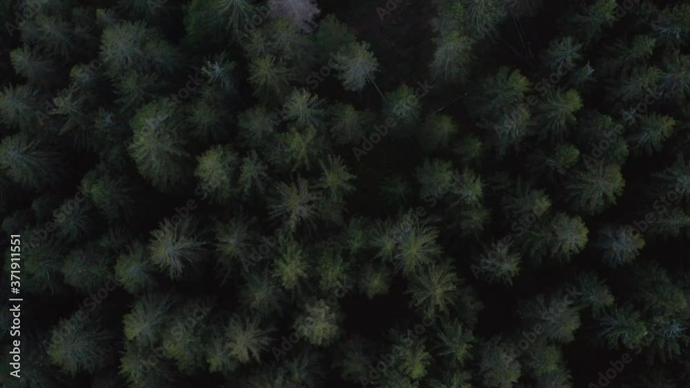 Cinematic aeial top shot of fir trees in the forest woods in the black forest, national park Schwarzwald, aerial drone top medium to panorama rotating shot at the evening fairy tale Cinematic aeial top shot of fir trees in the forest woods in the black forest, national park Schwarzwald, aerial drone top medium to panorama rotating shot at the evening fairy tale