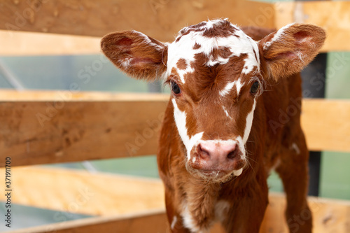 A young calf on a rural farm. 