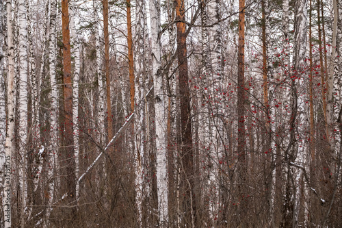 Pines and birches in the winter forest