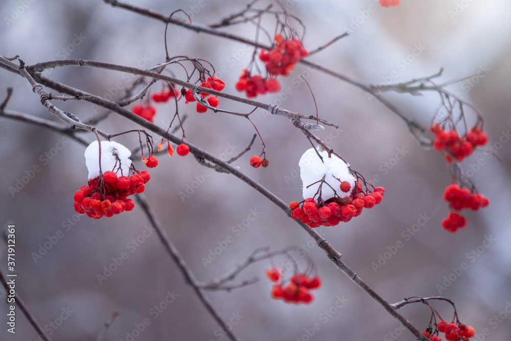 Red Rowan Berries Covered With Fresh Snow. Red Rowan Berries Covered With Fresh Snow.