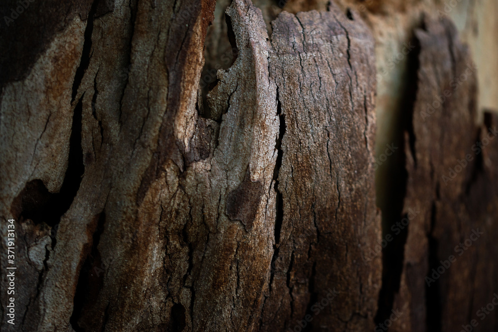 Tree Trunk closeup, Wooden Texture closeup Tree Trunk closeup, Wooden Texture closeup