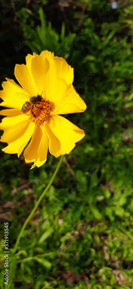 yellow flower and a bee yellow flower and a bee
