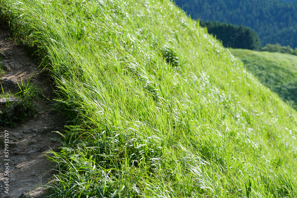 Grass that grows on the plateau in the middle of summer Grass that grows on the plateau in the middle of summer