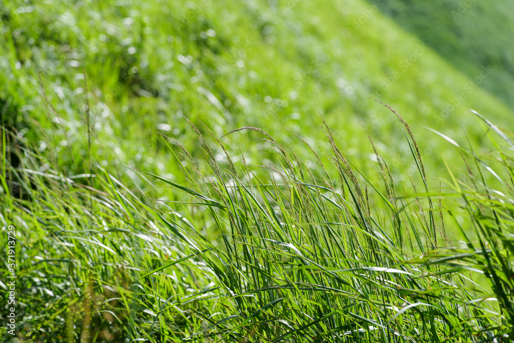 Grass that grows on the plateau in the middle of summer Grass that grows on the plateau in the middle of summer