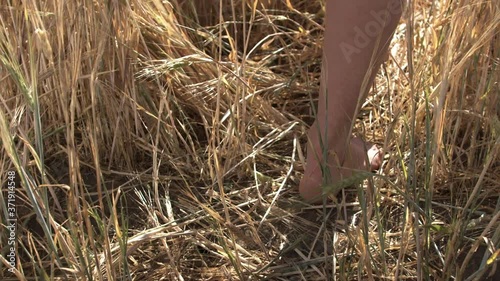Close-up of barefoot female feet walking slowly through a golden wheat field along a path. The frame symbolizes the unity of man with nature and environmental friendliness. High quality FullHD footage