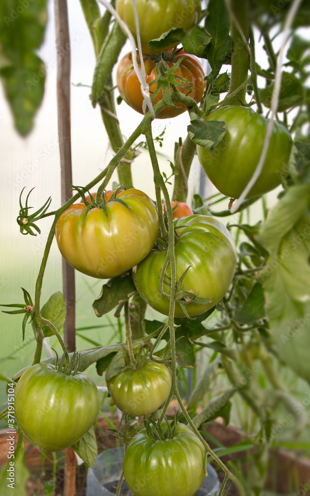 Hybrid tomato 