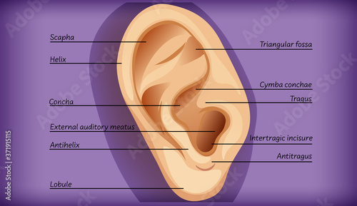 Anatomy of external ear