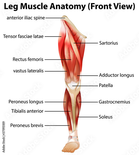 Leg Muscle Anatomy (Front View)