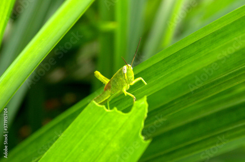 green grasshopper on a green leaf
