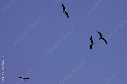 caravelas, bahia / brazil - september 10, 2008: frigate bird is seen on an island in the Parque Marinho dos Abrolhos in southern Bahia. photo