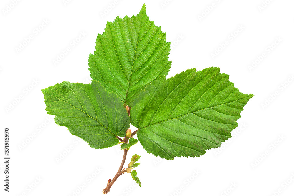 Fototapeta premium Hazelnut leaf on white