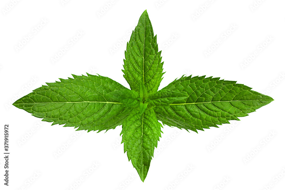 Spearmint herb leaf closeup Spearmint herb leaf closeup