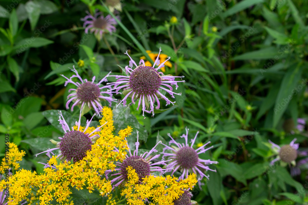 Close up view of lavender color wild bergamot wildflowers (monarda fistulosa) growing in the wild along a remote lake shore meadow