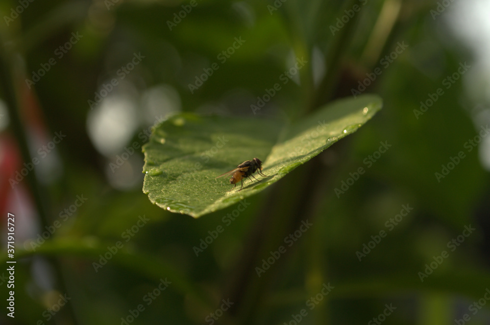 fly on leaf fly on leaf