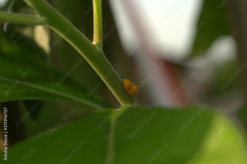 ladybird on a leaf ladybird on a leaf