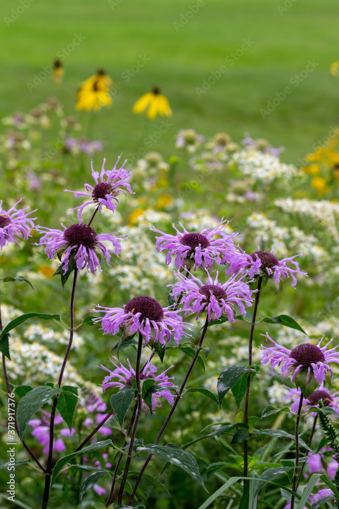 Obraz premium Close up view of lavender color wild bergamot wildflowers (monarda fistulosa) growing in the wild along a remote lake shore meadow