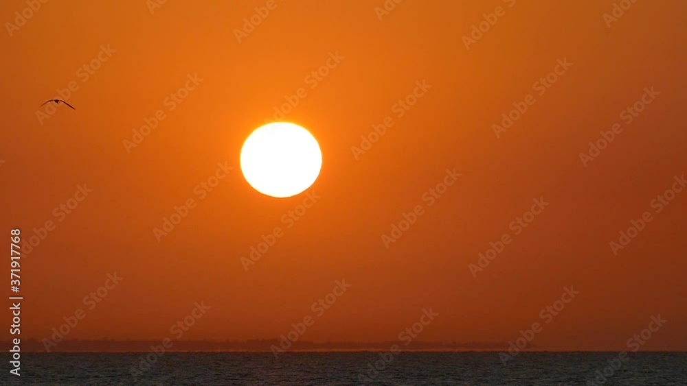 Sun pattern. Sunrise. Great sun. Dawn background. Sun in slow motion. Wild birds fly against the backdrop of the sun. Heat concept. Sun pattern. Sunrise. Great sun. Dawn background. Sun in slow motion. Wild birds fly against the backdrop of the sun. Heat concept.