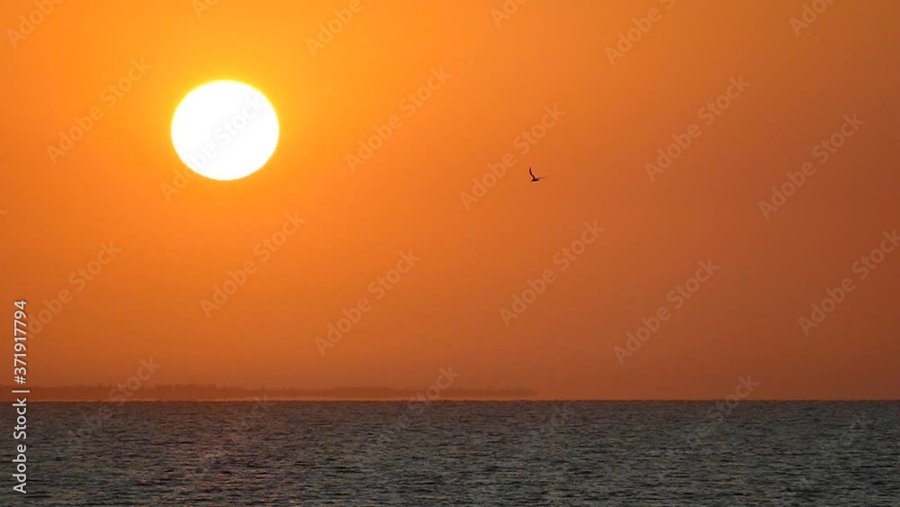 Sun pattern. Sunrise. Great sun. Dawn background. Sun in slow motion. Wild birds fly against the backdrop of the sun. Heat concept. Sun pattern. Sunrise. Great sun. Dawn background. Sun in slow motion. Wild birds fly against the backdrop of the sun. Heat concept.