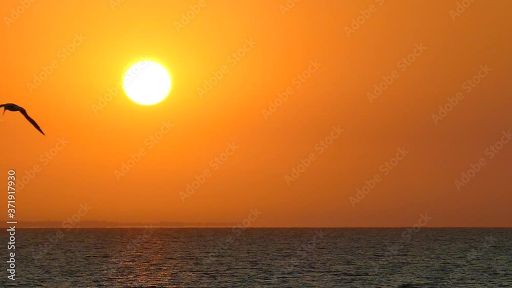 Sun pattern. Sunrise. Great sun. Dawn background. Sun in slow motion. Wild birds fly against the backdrop of the sun. Heat concept. Sun pattern. Sunrise. Great sun. Dawn background. Sun in slow motion. Wild birds fly against the backdrop of the sun. Heat concept.