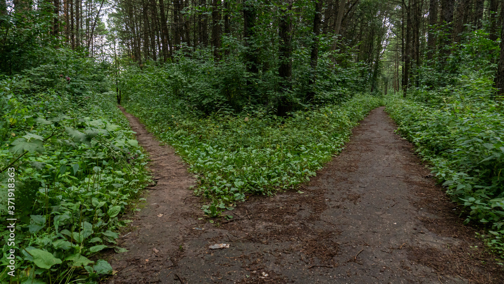 A branching path in the forest, leading in different directions. Very dense green forest. A branching path in the forest, leading in different directions. Very dense green forest.