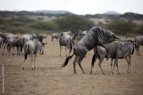 The wildebeest, also called the gnu, is an antelope. Shown here in Kenya during the migration mating. 