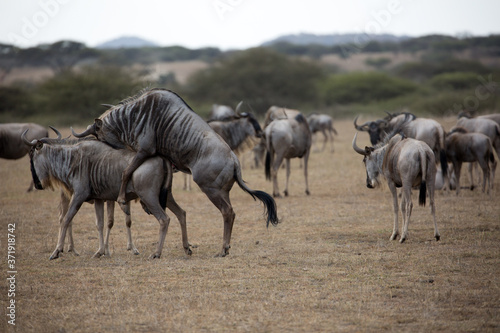 Fototapeta Naklejka Na Ścianę i Meble -  The wildebeest, also called the gnu, is an antelope. Shown here in Kenya during the migration mating. 