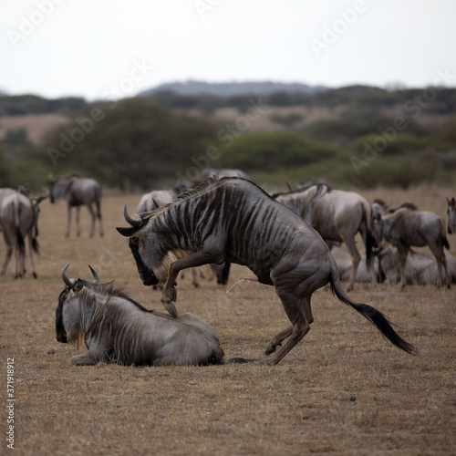 The wildebeest  also called the gnu  is an antelope. Shown here in Kenya during the migration mating. Square Composition.