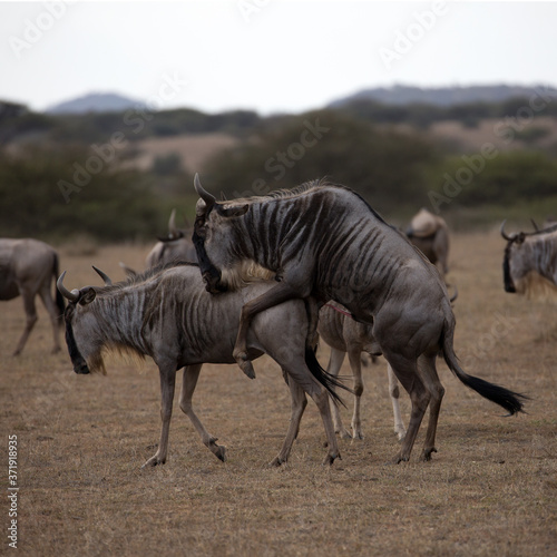 The wildebeest  also called the gnu  is an antelope. Shown here in Kenya during the migration mating. Square Composition.