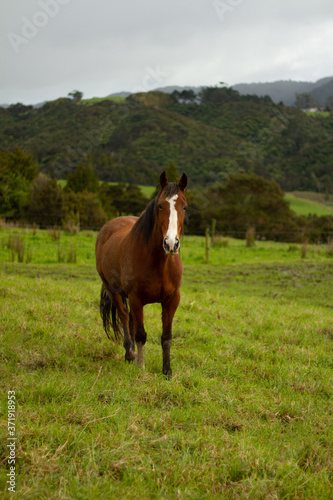 Horses enjoying the green pastures of a rural farm. 