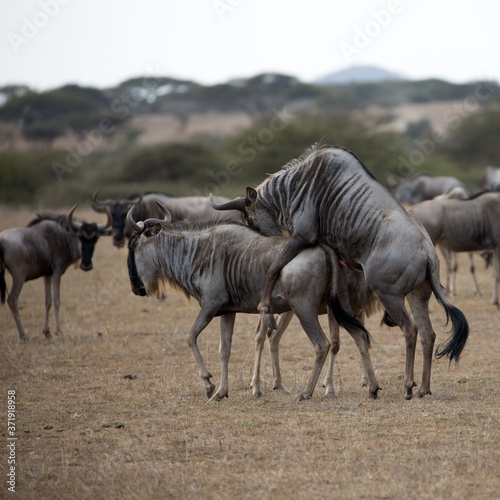 The wildebeest  also called the gnu  is an antelope. Shown here in Kenya during the migration mating. Square Composition.