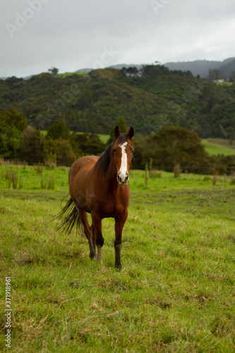 Horses enjoying the green pastures of a rural farm. 