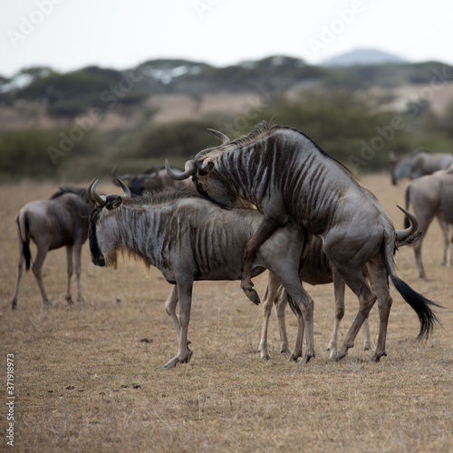 Fototapeta Naklejka Na Ścianę i Meble -  The wildebeest, also called the gnu, is an antelope. Shown here in Kenya during the migration mating. Square Composition.
