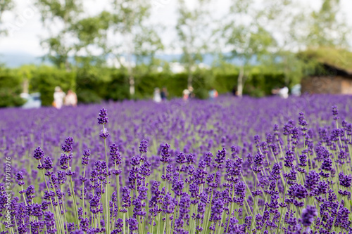 ラベンダー畑　北海道