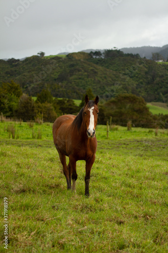 Horses enjoying the green pastures of a rural farm. 