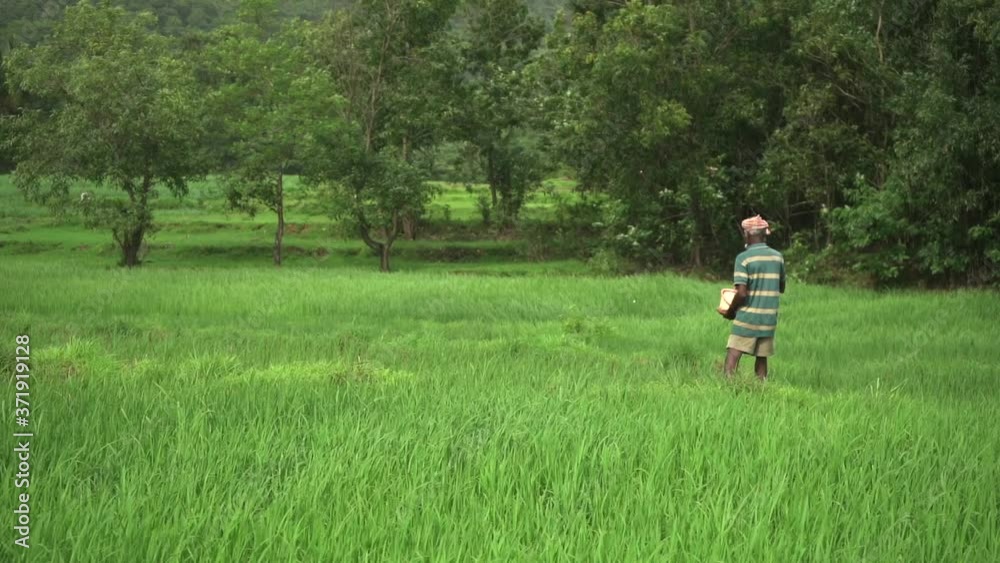 indian rice field wide shot farmer throwing urea in slow motion mid havy wind indian rice field wide shot farmer throwing urea in slow motion mid havy wind