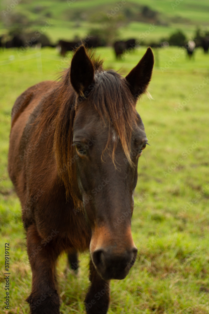 Horses enjoying the green pastures of a rural farm. 