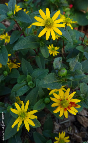 Helianthus divaricatus photo