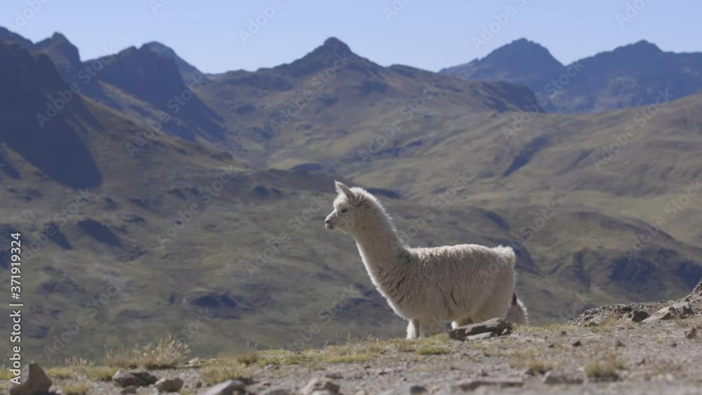 An alpaca standing alone on a mountain in the Peruvian Andes. The alpaca grazes and then to face the camera.