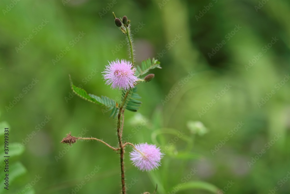 Mimosa pudica showing flower head and leaves Mimosa pudica showing flower head and leaves