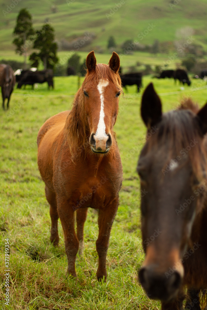 Horses enjoying the green pastures of a rural farm. 