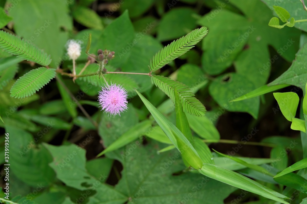 Mimosa pudica showing flower head and leaves Mimosa pudica showing flower head and leaves