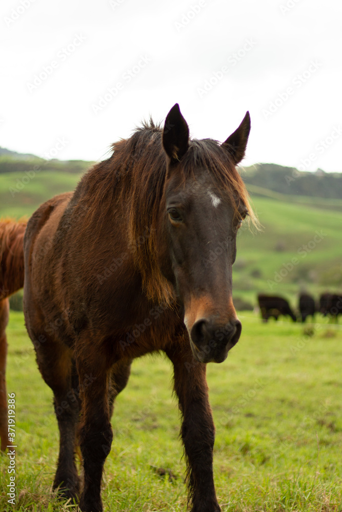 Horses enjoying the green pastures of a rural farm. Horses enjoying the green pastures of a rural farm.