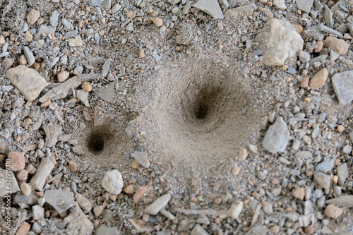 Sand pit trap of an antlion photo