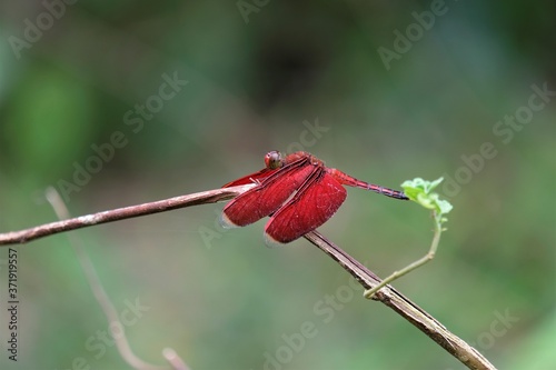 Photo of a Neurothemis fulvia dragonfly photo