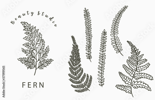fern collection logo with leaf,leaves.Vector illustration for icon,logo,sticker,printable and tattoo